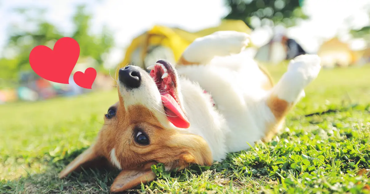 犬のトイレトレーニングに不安を感じる飼い主さん向けのイメージ写真