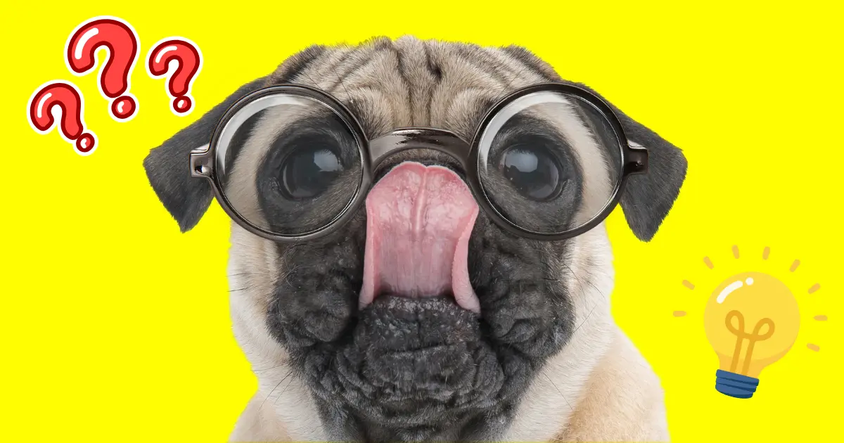 子犬のトイレトレーニングに関するよくある質問のイメージ写真