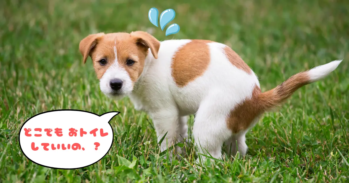 子犬がトイレを失敗する原因と対処法のイメージ写真