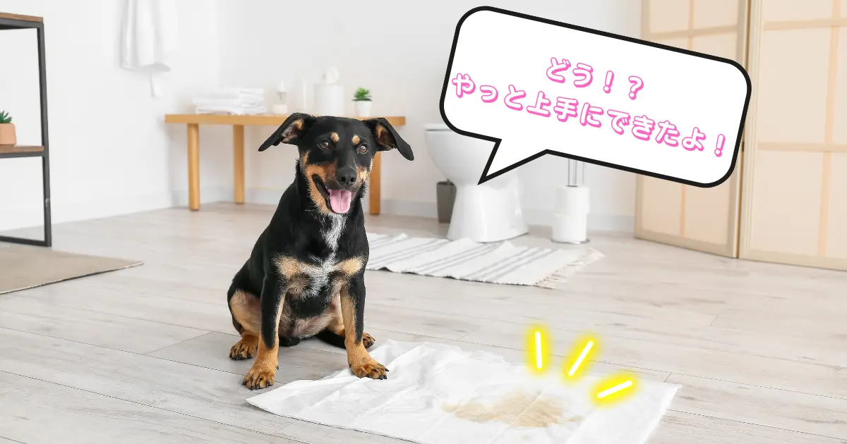 子犬のトイレトレーニングを成功させるための環境づくりのイメージ写真