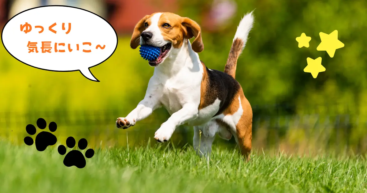 子犬が安心して過ごす様子を表したトイレトレーニングのまとめイメージ写真