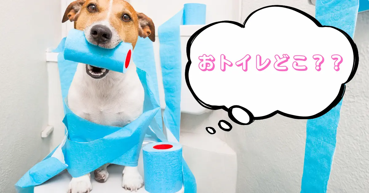 子犬のトイレトレーニングで重要な環境づくりのイメージ写真