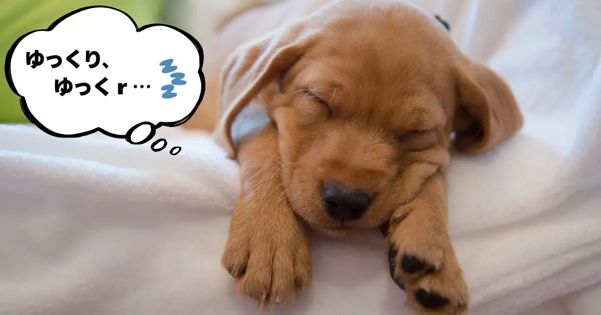 子犬が落ち着いて休んでいる様子