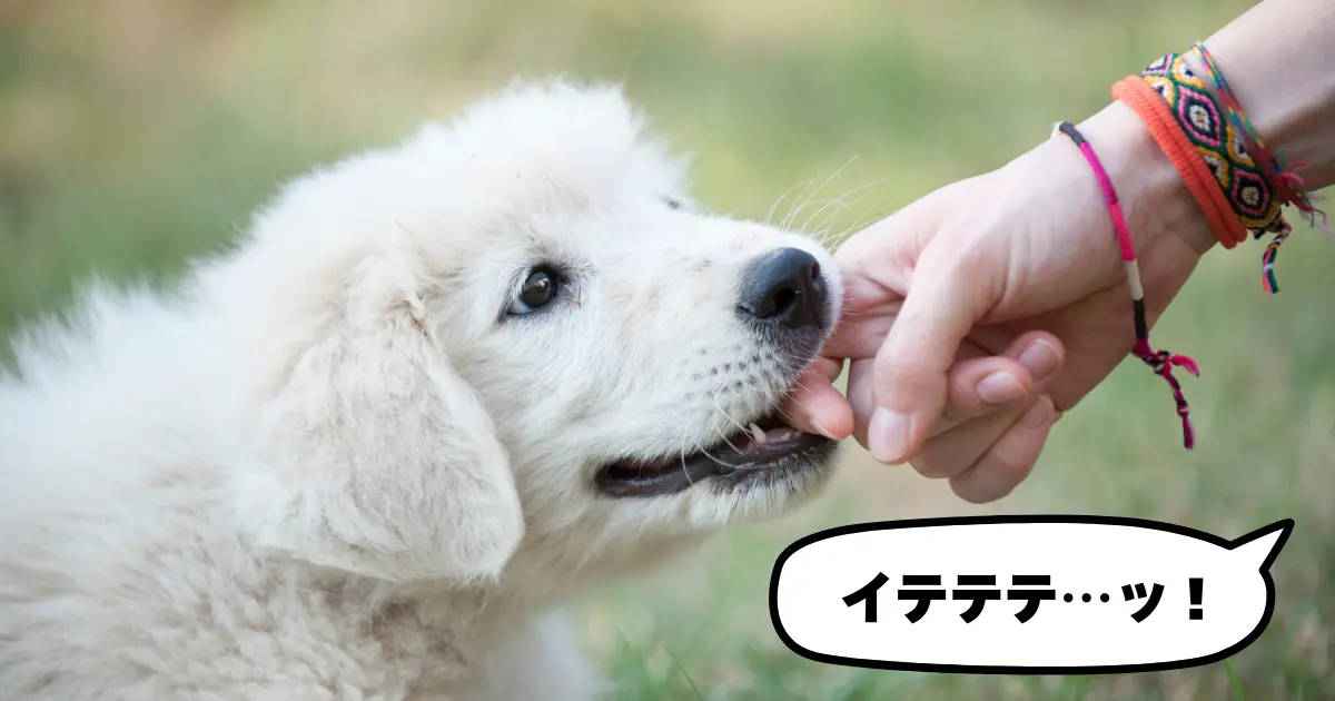 子犬が甘噛みしている様子