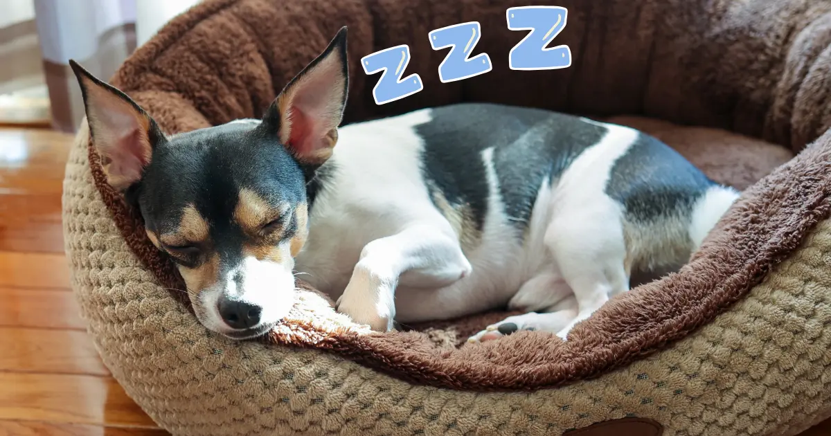 子犬が安心して眠れるベッドと毛布のイメージ写真