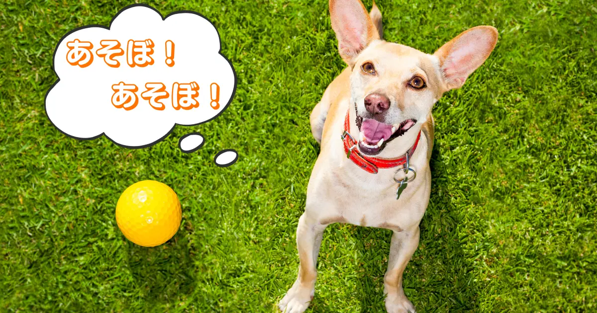 子犬のストレス発散や噛み癖予防に役立つおもちゃのイメージ写真