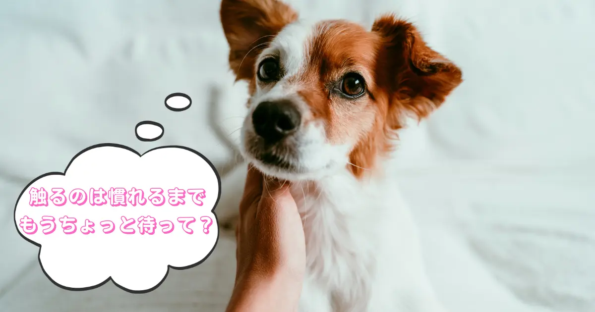 お迎え後の子犬との接し方を説明するためのイメージ写真