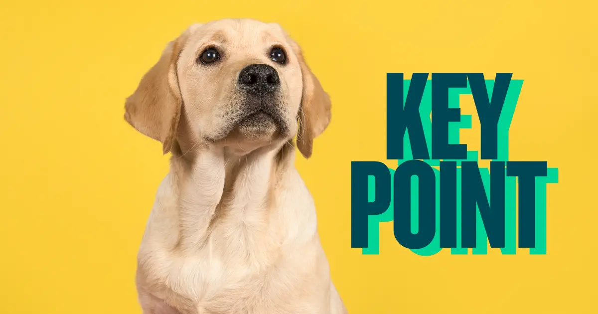 初めて犬を迎える前に知っておきたいポイントをまとめたイメージ写真