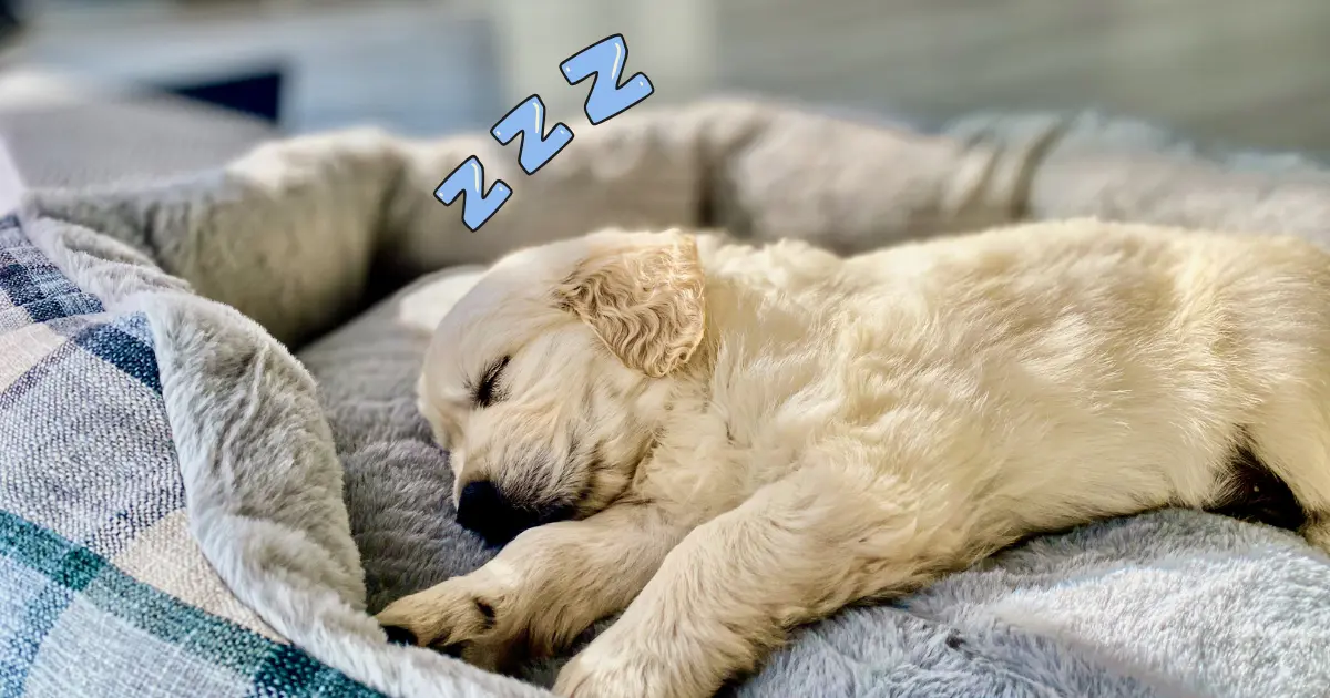 子犬がベッドの上ですやすや寝てる