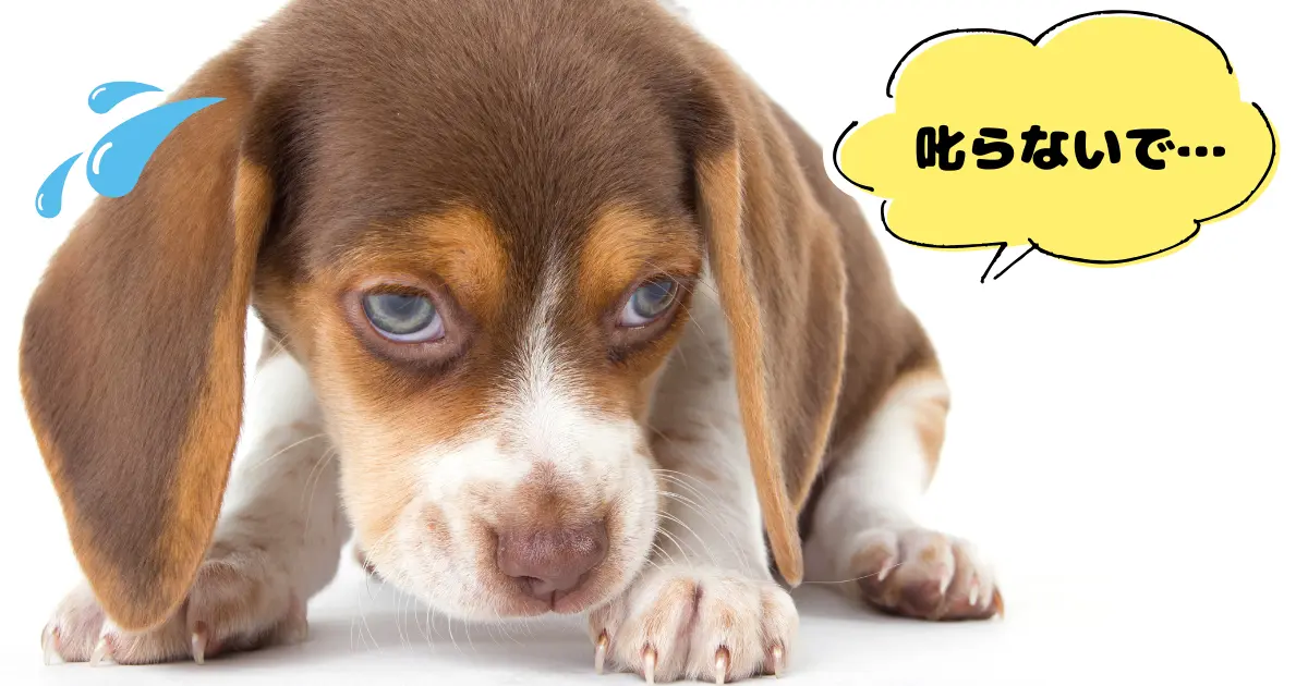 子犬が叱られて、しょんぼりしてる写真