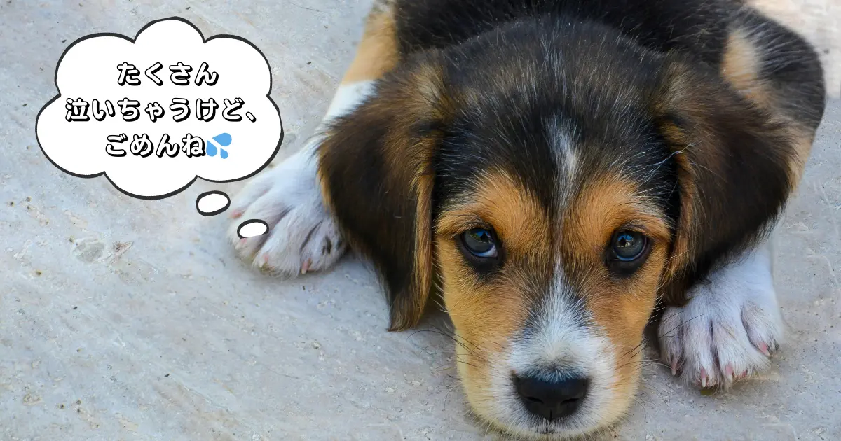 子犬が上目遣いでカメラ目線の写真