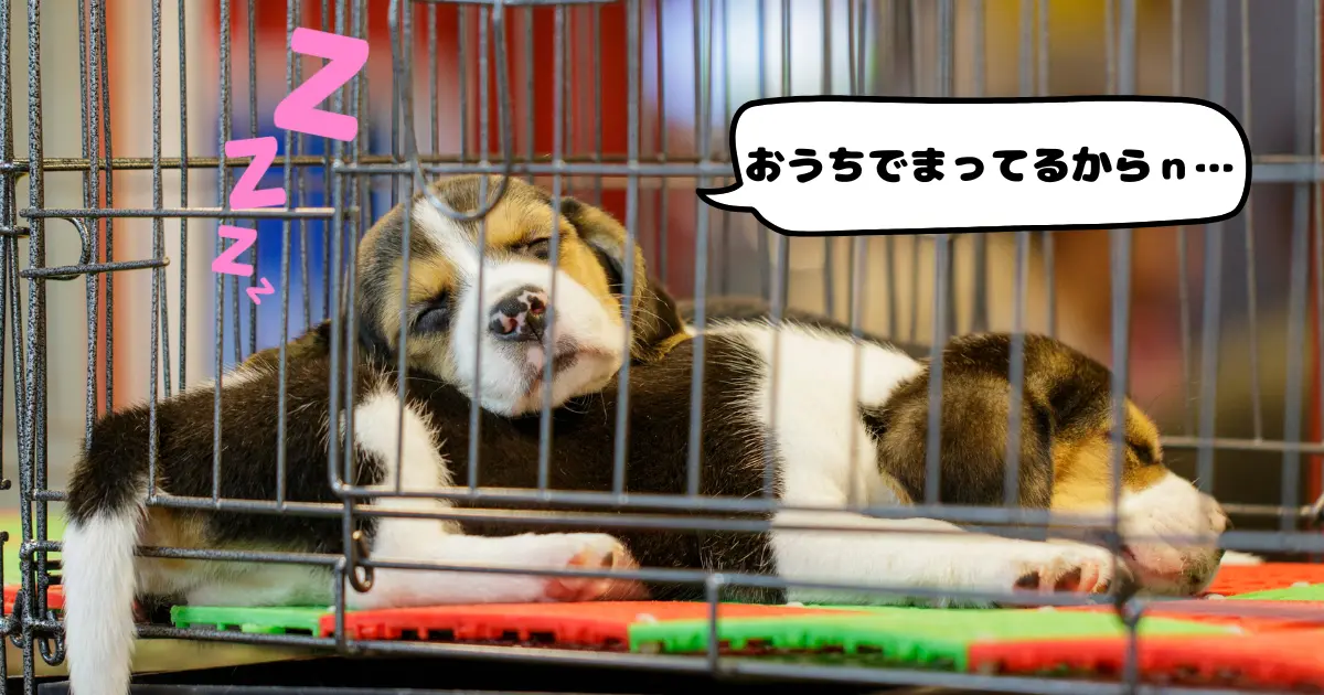 子犬がクレートの中で寝てる写真