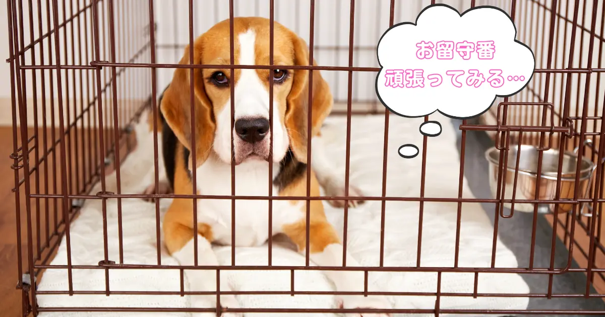 子犬がクレートの中でお留守番している写真