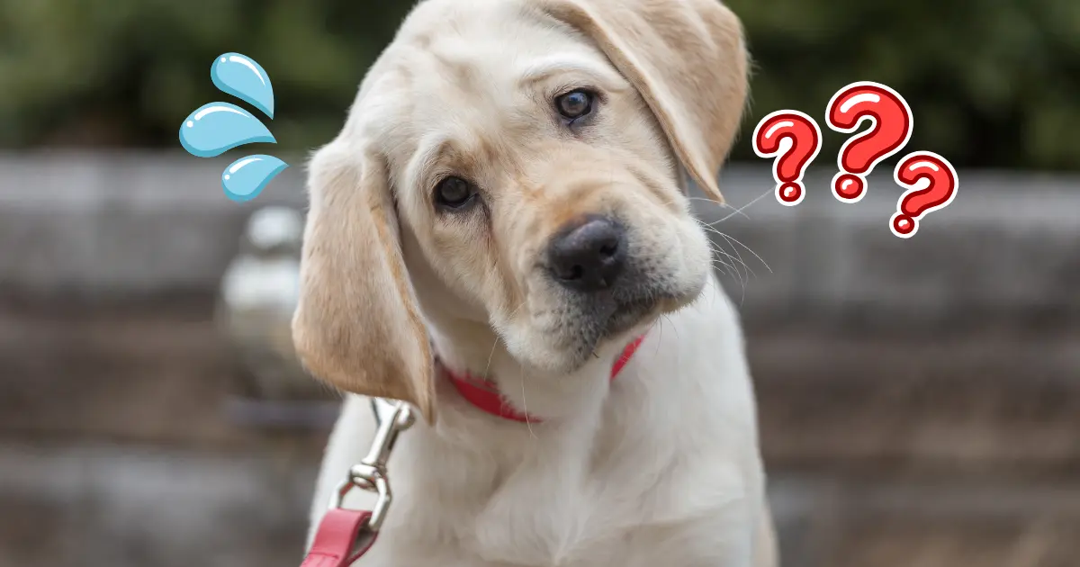 子犬が首をかしげて困っている写真