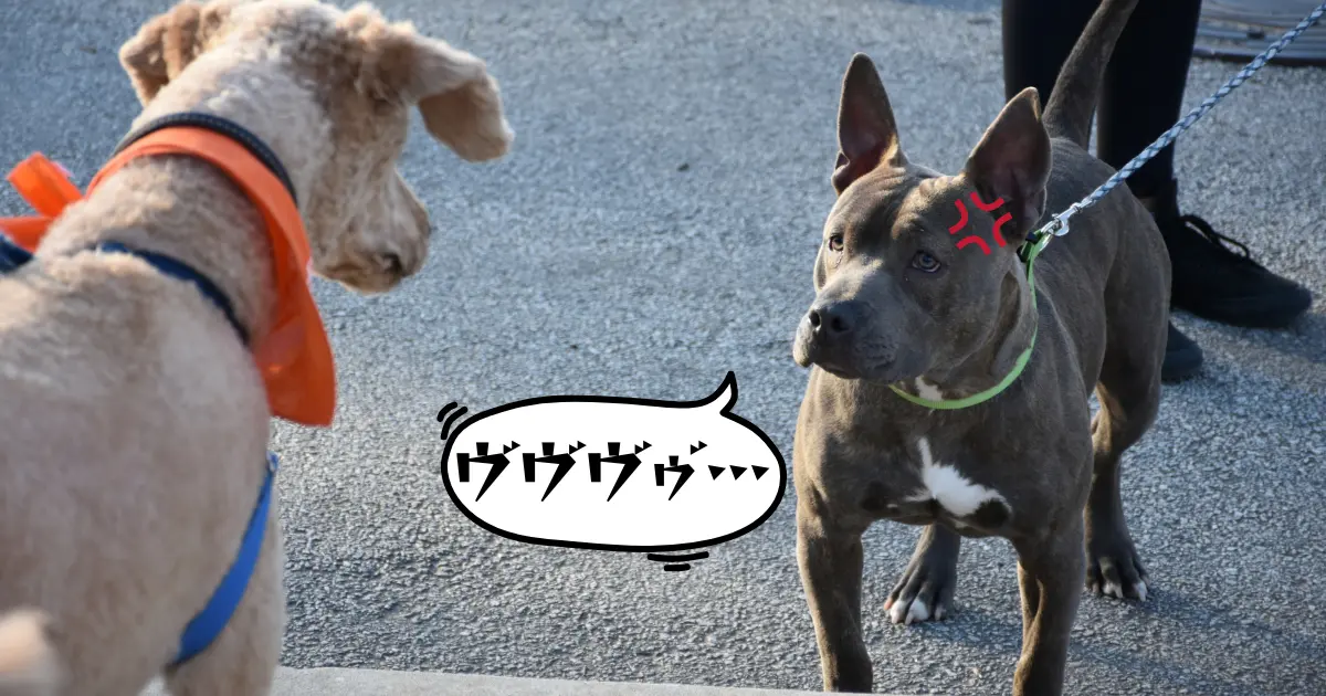 犬が犬に向かって吠えている写真