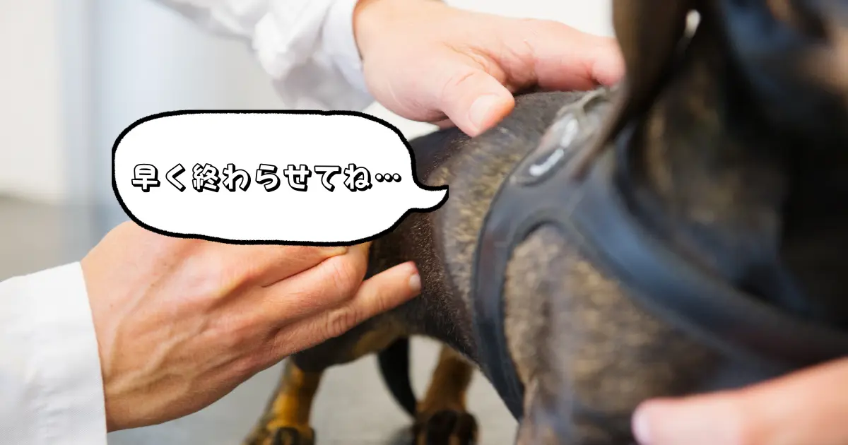 犬がワクチンを打っている写真