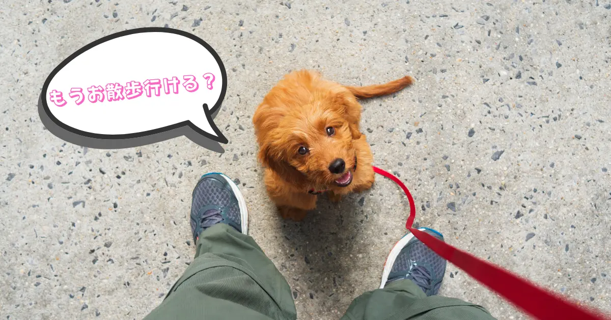 子犬がお散歩に行けるのをお座りして待ってる写真